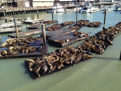...saw sea lions...